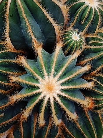 Plant, Macro, Barbed, Spiny, Cactus, Succulent HD phone wallpaper
