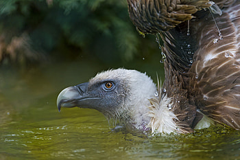 Vulture , Backgrounds, que views HD wallpaper