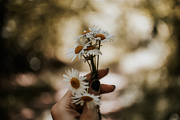 Flowers, Camomile, Hand, Bouquet HD wallpaper