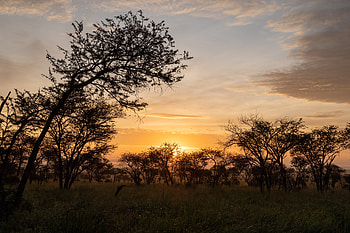 Nature, Sunset, Sky, Bush, Branches HD wallpaper