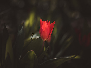 Red, tulip, blur, bud, portrait HD wallpaper