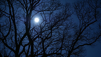 Moon Between Tree Branches Blue Sky Background graphy HD wallpaper