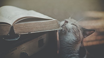 Books Tag - Cats Retro Nature Books for 16:9 High Definition HD wallpaper