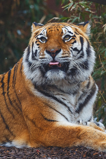 Animals, Muzzle, Predator, Big Cat, Tiger, Protruding Tongue, Tongue Stuck Out HD phone wallpaper