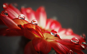 Drops, Flower, Macro, Petals, Surface HD wallpaper