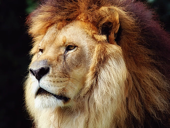 Lion Lion, animal, lion, wildlife, big cat HD wallpaper