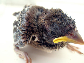 fledgling, animal, bird, young, nestling HD wallpaper