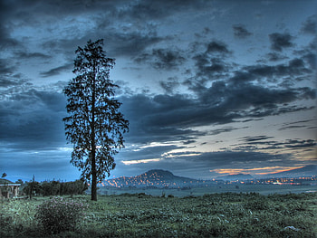 Tree, landscape, clouds, sky HD wallpaper