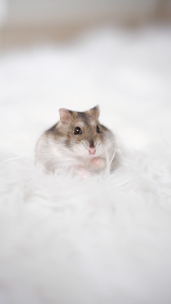 Roborovski, Hamsters HD phone wallpaper