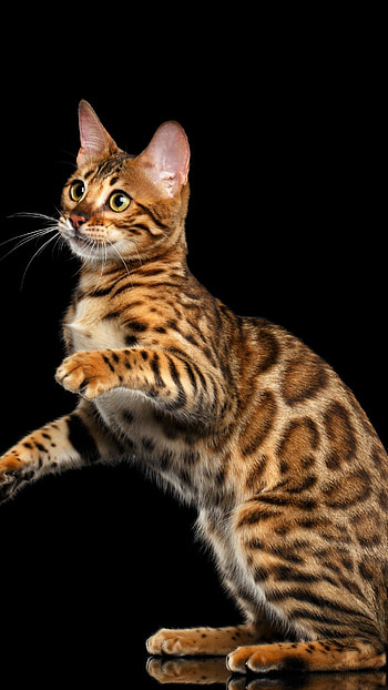 Playful, Bengal Cats HD phone wallpaper