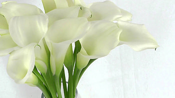 Calla Lily, Gorgeous , Stunning floral, Botanical beauty HD wallpaper
