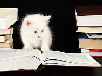 Cat reader, kitten, sweet, white, kitty, fiuffy, cute, cat, reader, book, adorable HD wallpaper