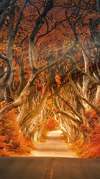 Dark Hedges, Forests HD phone wallpaper