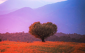 The Heart Shaped Tree - Bir, Himachal Pradesh, India, fields, landscape, colors, mountains, sunset HD wallpaper