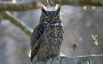 Great Horned Owl, animal, bird, owl, great horned HD wallpaper