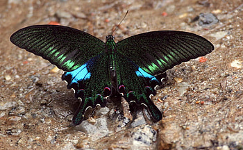 Black and Blue Butterfly, fly, black, butterfly, insect HD wallpaper