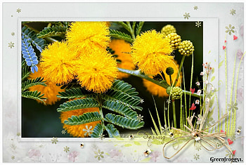 PRETTY WATTLE, PRETTY, FLOWERS, FRAMED HD wallpaper