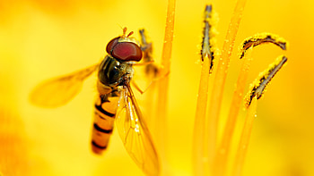 Syrphid's Feast, hoverfly, insects, animals, flower HD wallpaper