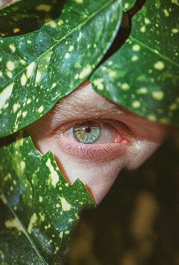 Leaves, Macro, Eye, Pupil HD phone wallpaper