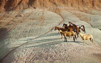Animals, Horses HD wallpaper