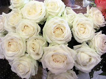 Flowers, Roses, Bouquet, Snow White, Packaging HD wallpaper