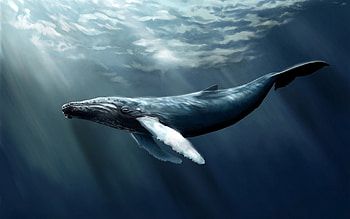 Humpback Whale, whale, humpback, water, ocean HD wallpaper