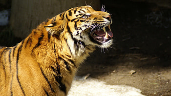 Animals, Snow, Grin, Tiger, Evil HD wallpaper