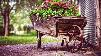 wheelbarrow with flowers, wheelbarrow, day, floor, flowers, processing HD wallpaper