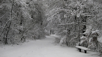Winter park, winter, trees, nature, park HD wallpaper