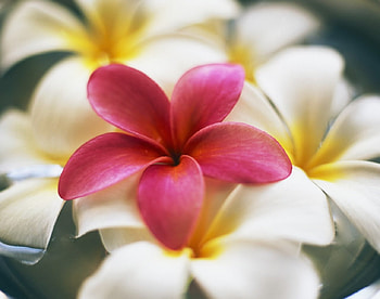 nature, pink in white, flower HD wallpaper
