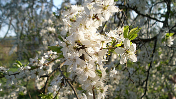Flowers, Leaves, Bloom, Flowering, Branch, Spring, Mood, Sunny HD wallpaper