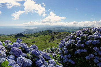 sea-view, sea, meadow, sky, flowers HD wallpaper