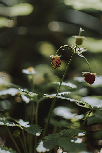 Nature, Flowers, Strawberry, Leaves, Macro, Berry, Wild Strawberries HD phone wallpaper