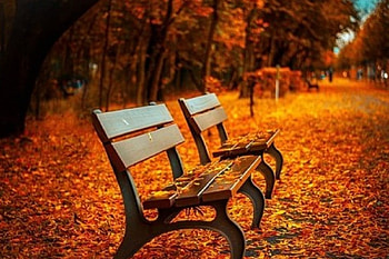 benches in a fall leaves, benches, nature, park, fall leaves HD wallpaper