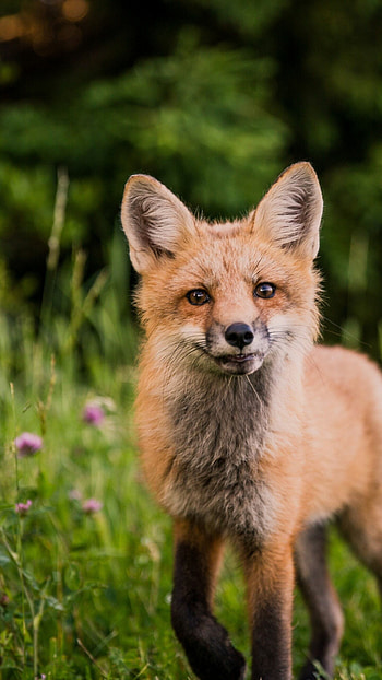 Fox, Animal , Nature graphy, Graceful movements HD phone wallpaper