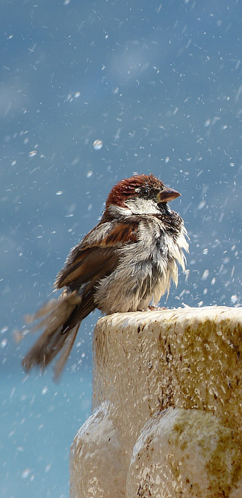 A sparrow cooling down in a fountain, water drop, bird, Animal HD phone wallpaper