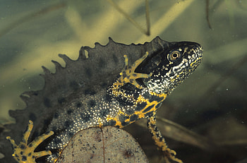 Animals, Water, Color, Amphibian HD wallpaper