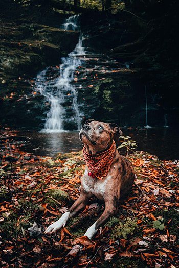 Animals, Waterfall, Dog, Pet, Sight, Opinion, Foliage HD phone wallpaper