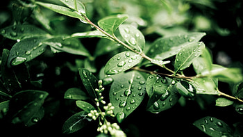 Leaf, plant, raindrop, flower HD wallpaper