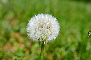 Not a flower, grass, white, green, little HD wallpaper