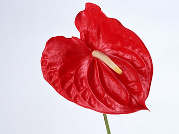 red anturium , anturium, red HD wallpaper