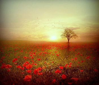 Beautiful morning, fileds, yellow, red, nature, flowers, sunrise, tree HD wallpaper