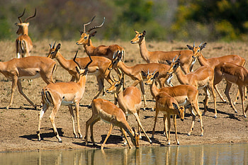 Impalas, Wild Animals HD wallpaper