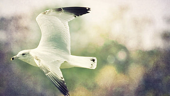 Animals, Bird, Flight, Gull, Seagull, Wings, Blurred Background HD wallpaper