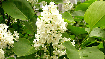 Flowers, Leaves, Lilac, Bloom, Flowering, Mood HD wallpaper