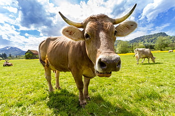 A Brown Swiss cow in a vibrant green pasture under a bright sky. HD wallpaper