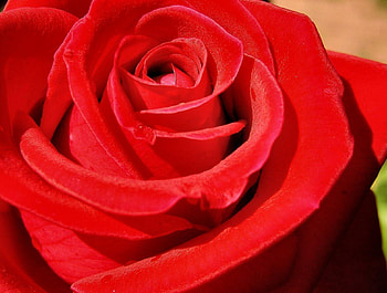Rose, nature, red, flower HD wallpaper