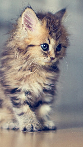 Cute, Small Kitten HD phone wallpaper