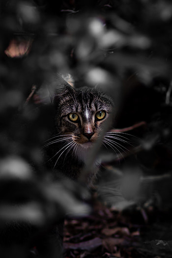 Animals, Leaves, Cat, Pet, Sight, Opinion HD phone wallpaper