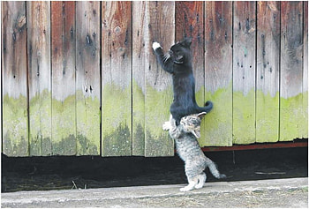*** FRIENDS ***, ANIMALS, CATS, CAT, ANIMAL HD wallpaper